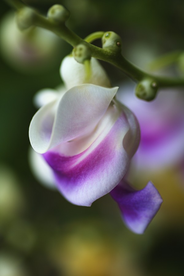 Corkscrew Flower Curls by Joy Watson